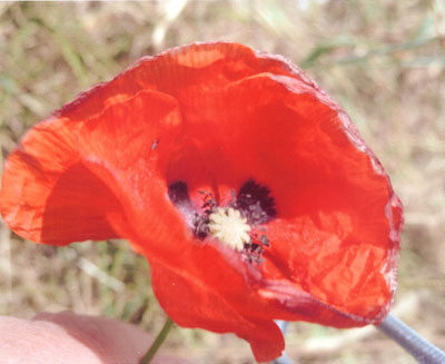 Poppy by Pascale B.