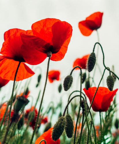 L&rsquo;éternel retour des coquelicots